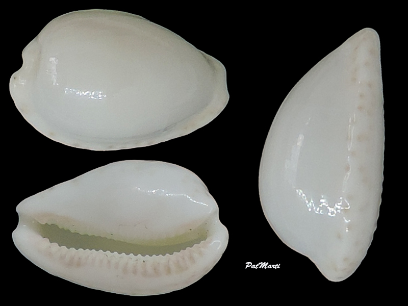 Notocypraea declivis (G. B. Sowerby II, 1870) Cyprae87