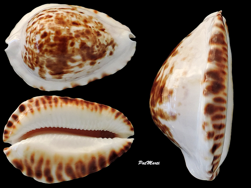 Zoila ketyana bataviensis - Lorenz & Morrison, 2001 Cyprae96
