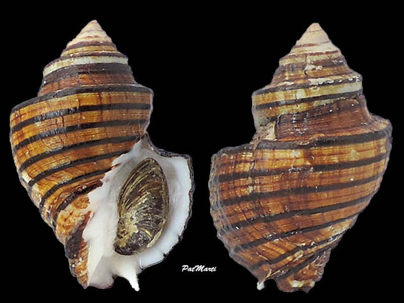 Opeatostoma pseudodon (Burrow, 1815) Fascio17