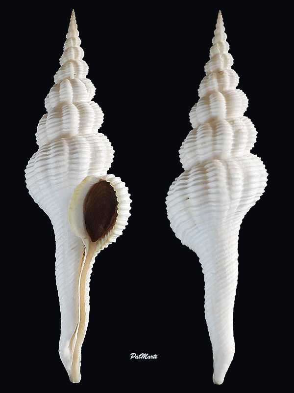 Fusinus colus (Linnaeus, 1758)  Fascio23