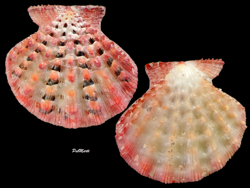 Mirapecten moluccensis Dijkstra, 1988  Mirape10