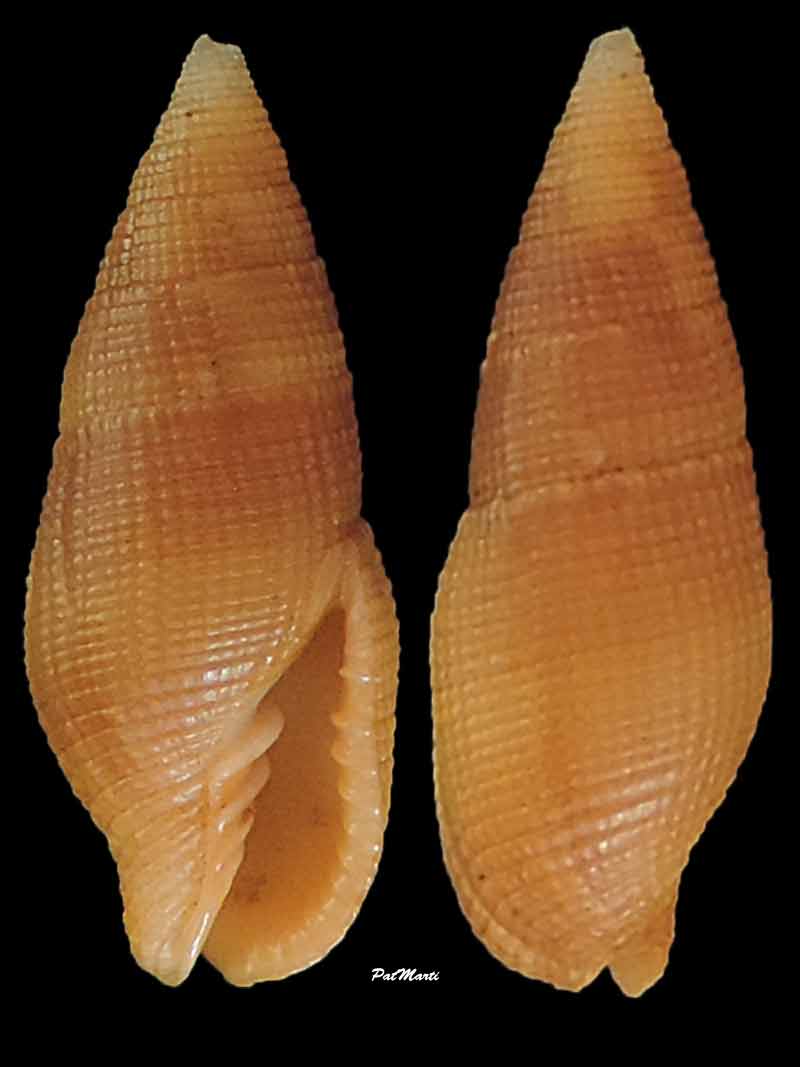 Nebularia crenilabris (A. Adams, 1853)  Mitra-13