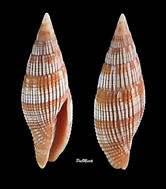 Nebularia baerorum (Poppe & Tagaro, 2010) Mitrid27