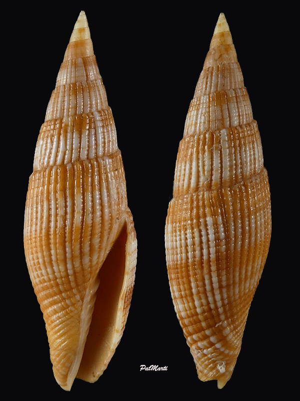 Nebularia baerorum (Poppe & Tagaro, 2010) Mitrid31
