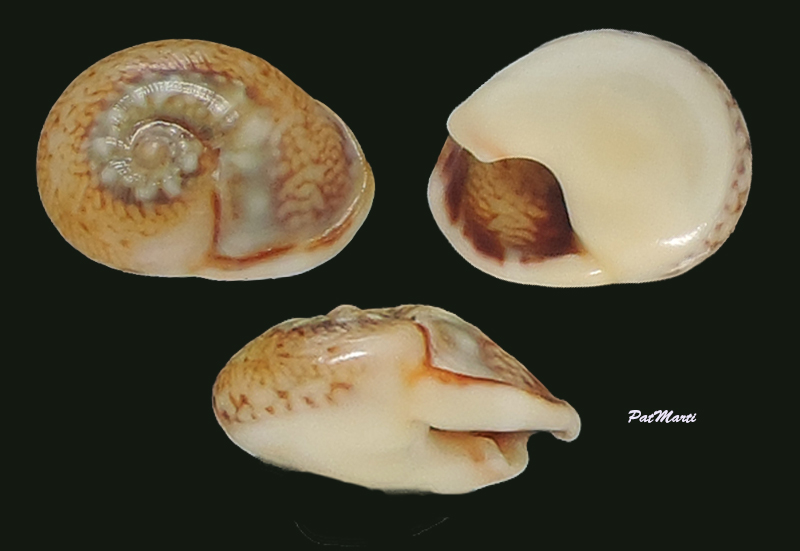 Tritia pellucida (Risso, 1826)  Nassar12