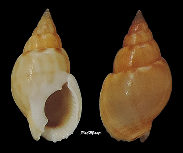 Nassarius crassiusculus (Nyst, 1845)  Nassar14
