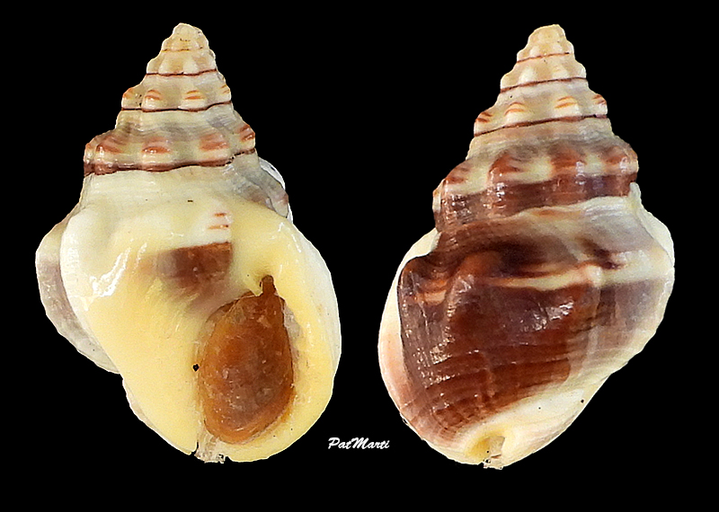 Phrontis luteostoma (Broderip & G. B. Sowerby I, 1829) Nassar21