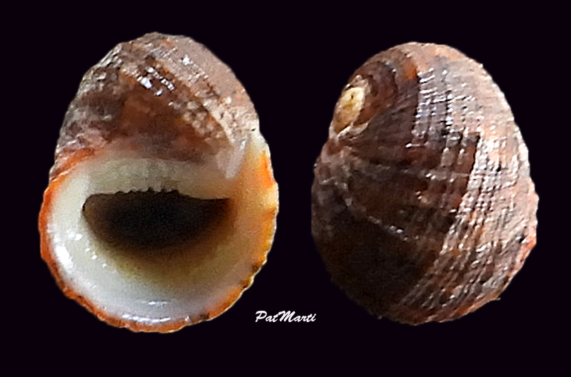 Nerita histrio Linnaeus, 1758 Neriti23