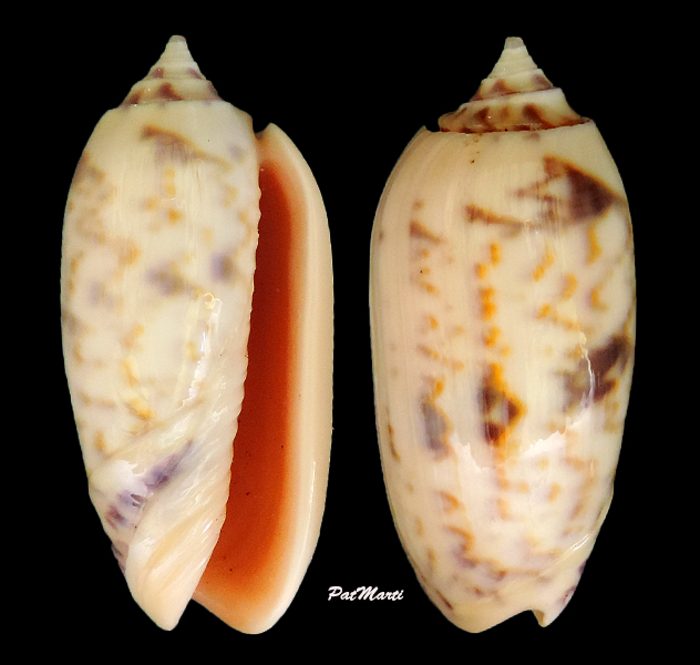 Miniaceoliva lamberti chloeae (Petuch & Myers, 2014) Oliva_12