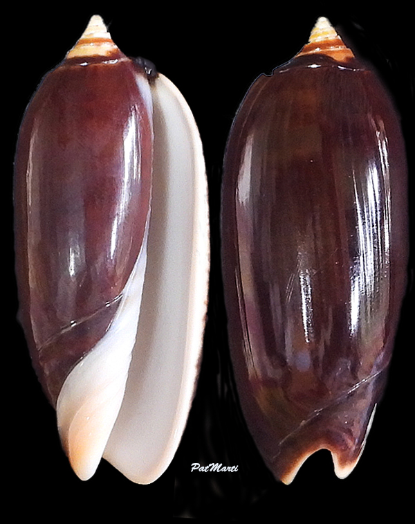 Oliva irisans kremerorum Petuch & Sargent, 1986 Olivid18