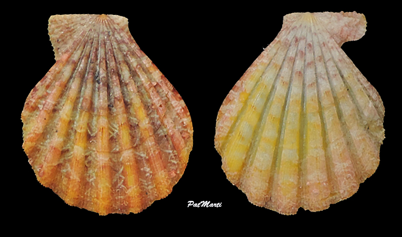 Semipallium crouchi (E. A. Smith, 1892)  Pectin10