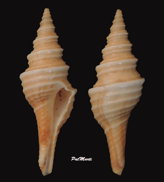 Polystira albida (G. Perry, 1811) Polyst10