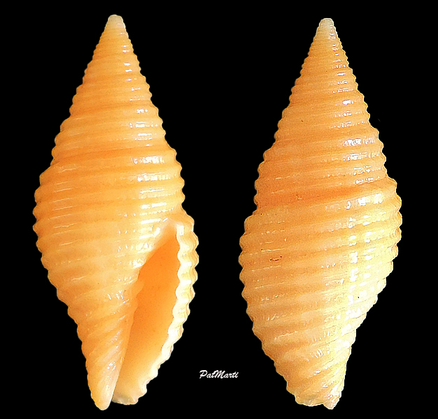 Pseudonebularia rotundilirata (Reeve, 1844)  Pseudo12