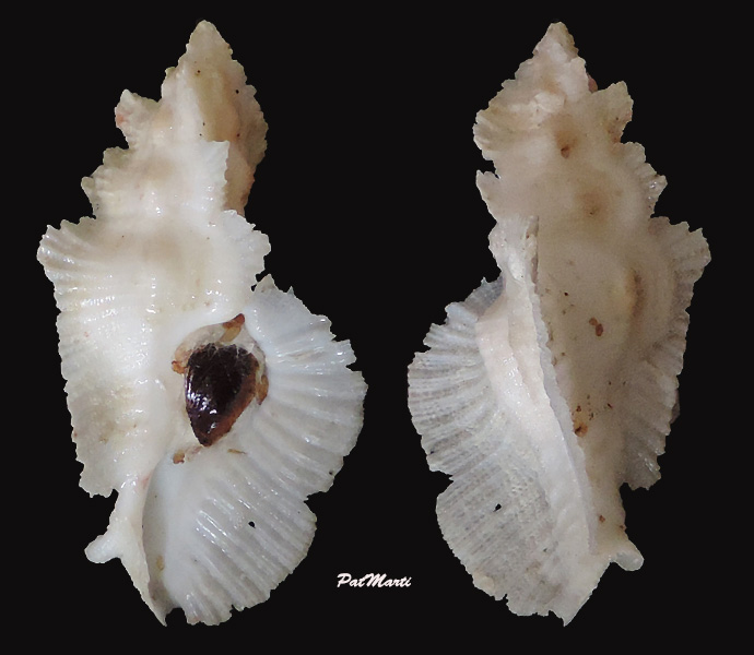 Pterynotus pellucidus (Reeve, 1845) Pteryn11