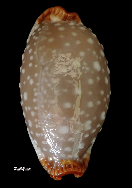 Staphylaea limacina staphylaeformis - Lorenz 1989 Staphy10