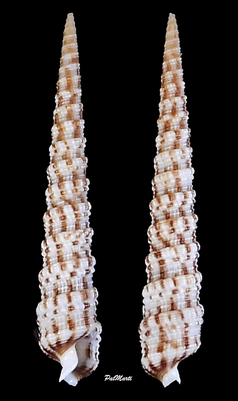 Terebra stearnsii (Pilsbry, 1921) Ph 50mm Tereb102