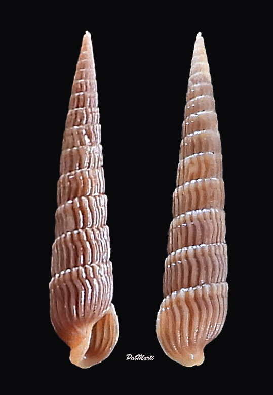 Punctoterebra livida (Reeve, 1860) Tereb122