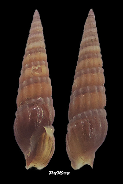 Terebridae Punctoterebra marquesana Terryn, Gori & Rosado, 2019 Terebr24