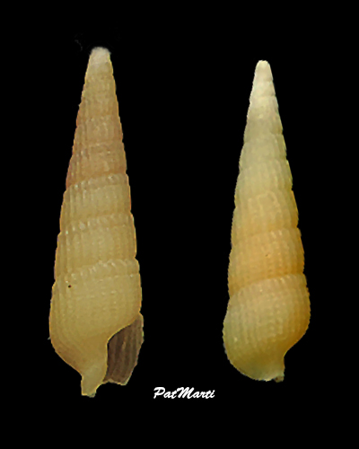 Neoterebra cf. sterigma (Simone, 1999)  Terebr26