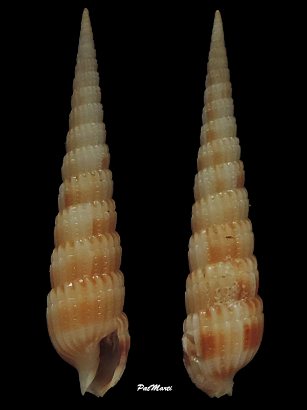 Myurella russoi (Aubry, 1991) Terebr32