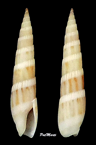 Hastula albula - (Menke, 1843)  Terebr58