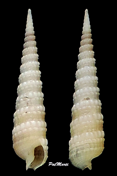 Terebra nodularis - Deshayes, 1859   Terebr61
