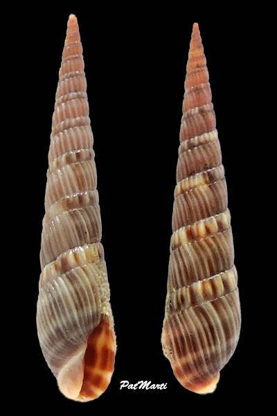 Oxymeris senegalensis (Lamarck, 1822) Terebr70