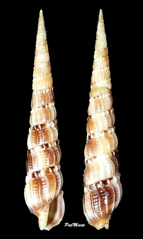Myurella amoena (Deshayes, 1859) Terebr77
