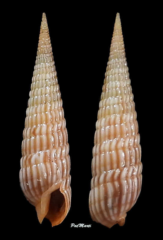 Perirhoe cerithina (Lamarck, 1822) acceptée comme Oxymeris cerithina (Lamarck, 1822) Terebr81