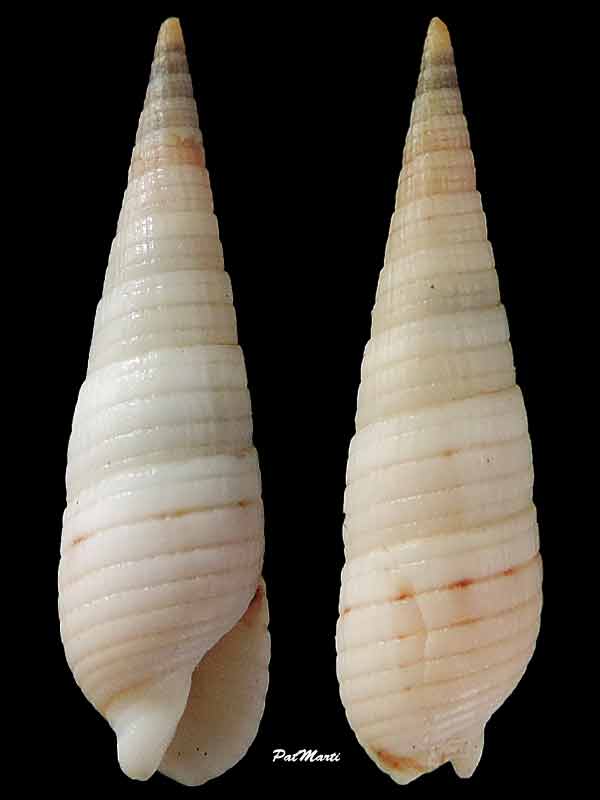 Terebridae Perirhoe circumcincta (Deshayes, 1857)  Terebr89