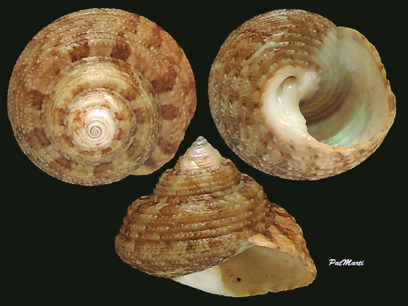 Gibbula albida (Gmelin, 1791) Trochi10