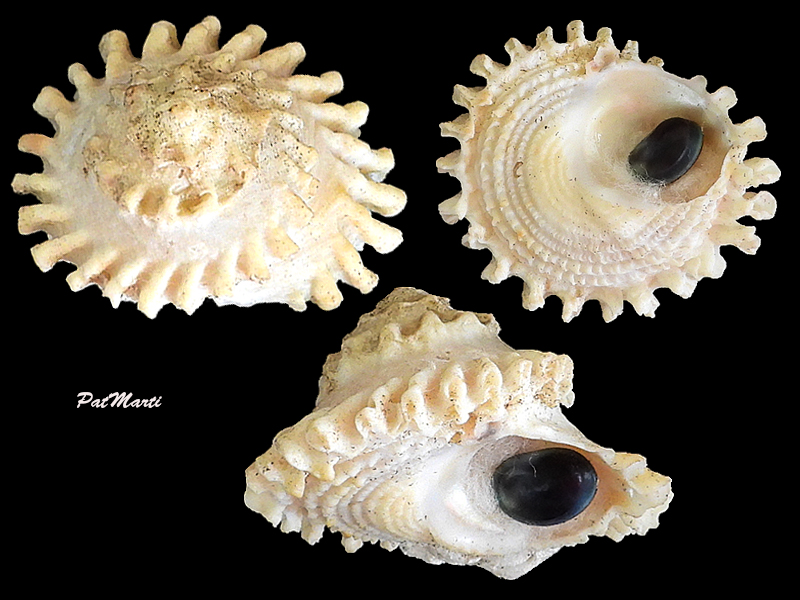 Astralium rotularium Lamarck, 1822 Turbin16