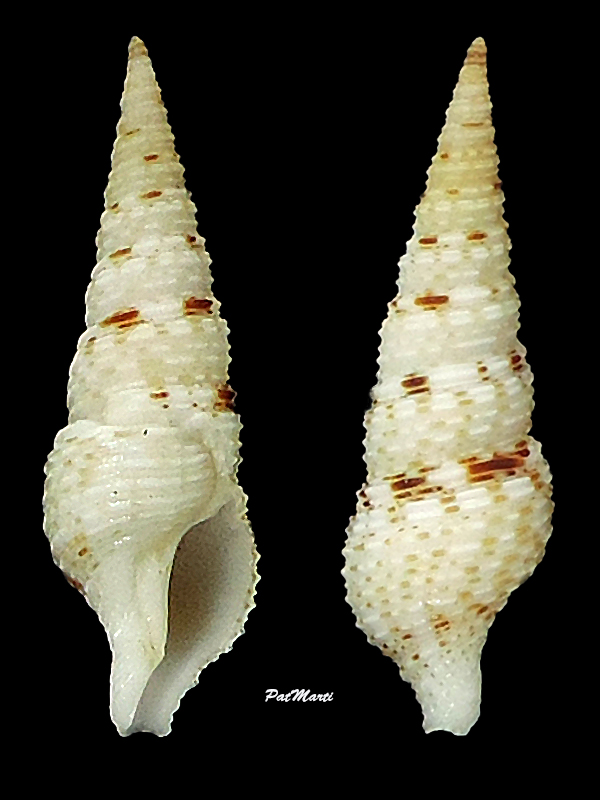 Iotyrris cf. olangoensis Olivera, 2002 Turrid14