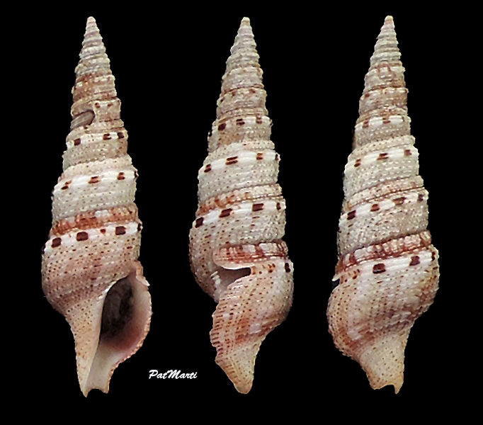 Iotyrris cingulifera (Lamarck, 1822) Turrid16