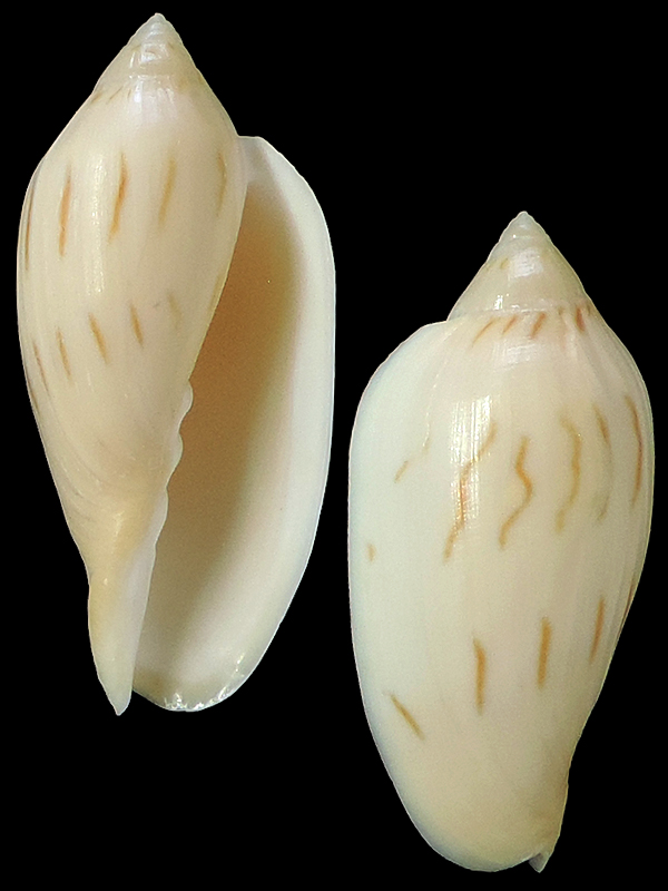 Amoria molleri (Iredale, 1936)  Voluti16