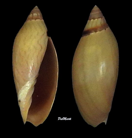 Amoria grayi (Ludbrook, 1953) Voluti32