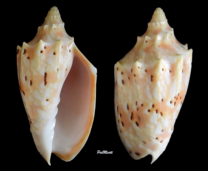 Cymbiola pulchra pulchra - (G. B. Sowerby I, 1825) Voluti36