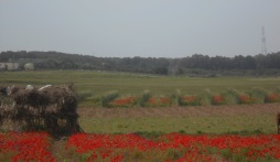 Secrets de coquelicot... Dscn3513