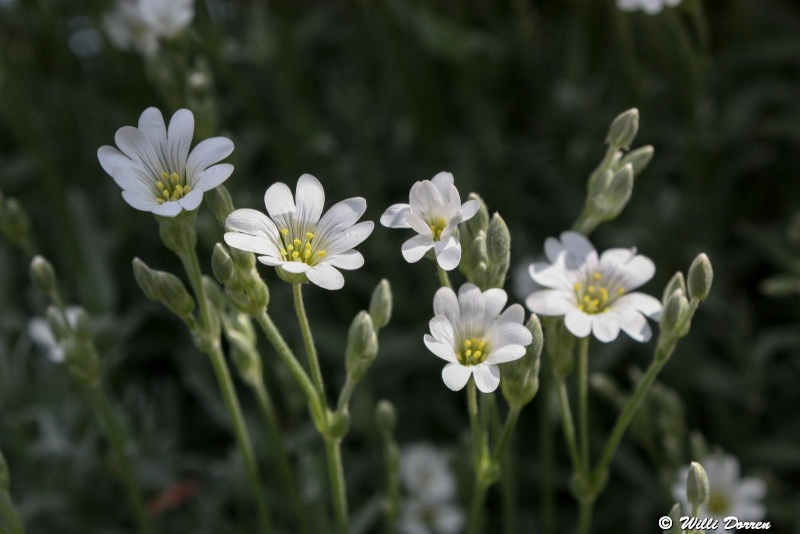 Quelle est cette fleur : Cerastium tomentosum Dpp_fl11