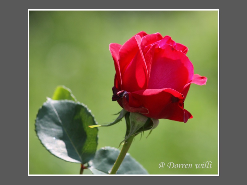 fleurs de mon jardin en 2011 Fleur_11