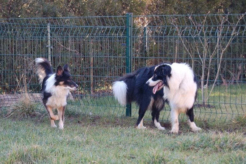 [Adopté] Cola, Border Collie, actuellement en FA, à adopter. - Page 4 64418010