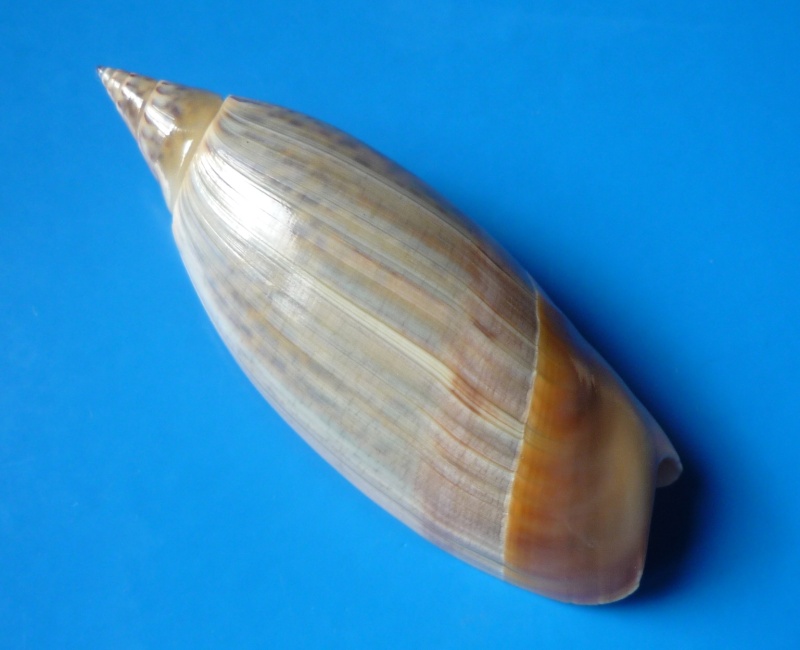 Agaronia hiatula (Gmelin, 1791) Agaron13