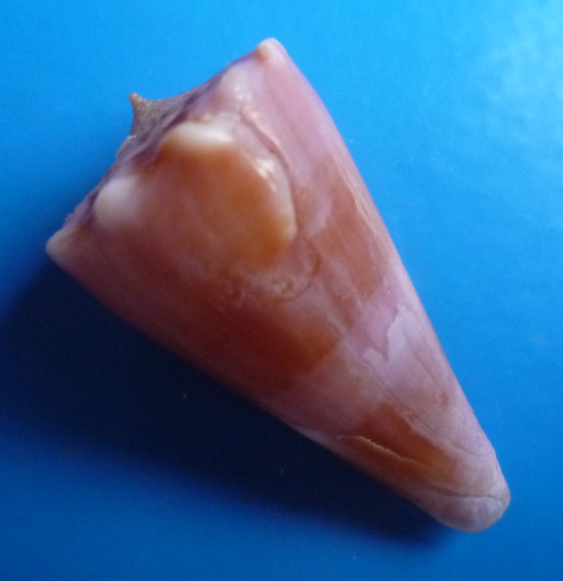 Conus (Splinoconus) roseorapum Raybaudi & da Motta, 1990 Canus510