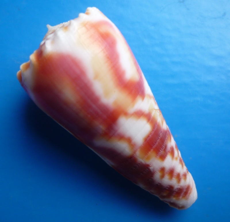 Conus (Phasmoconus) merleti  (Mayissian, 1974) voir Conus (Phasmoconus) moluccensis Canus_12