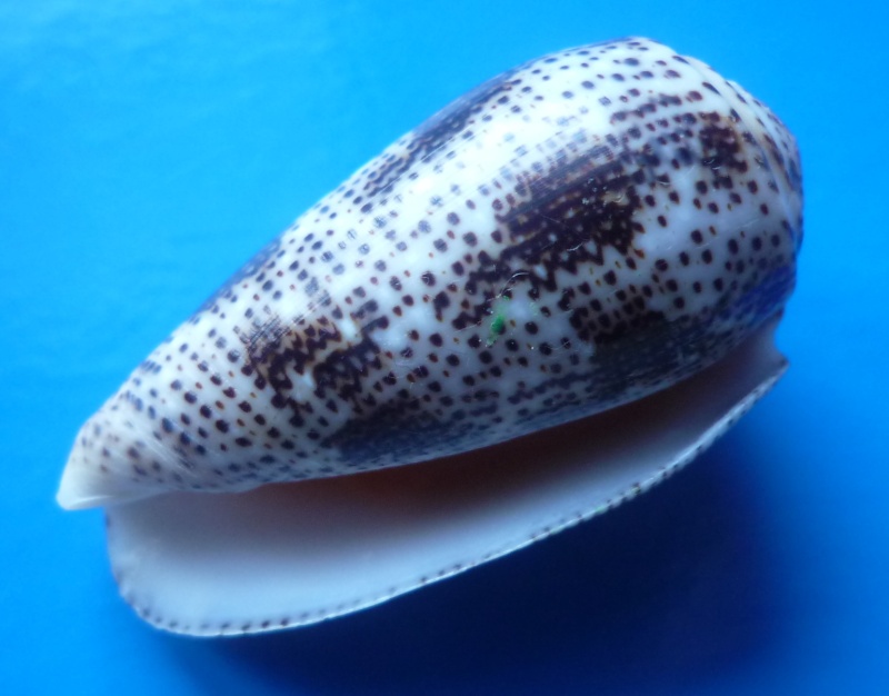 Conus (Pionoconus) stercusmuscarum   Linnaeus, 1758 Conus104