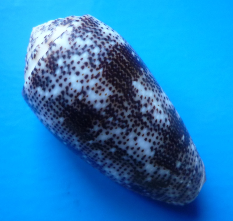 Conus (Pionoconus) stercusmuscarum   Linnaeus, 1758 Conus105