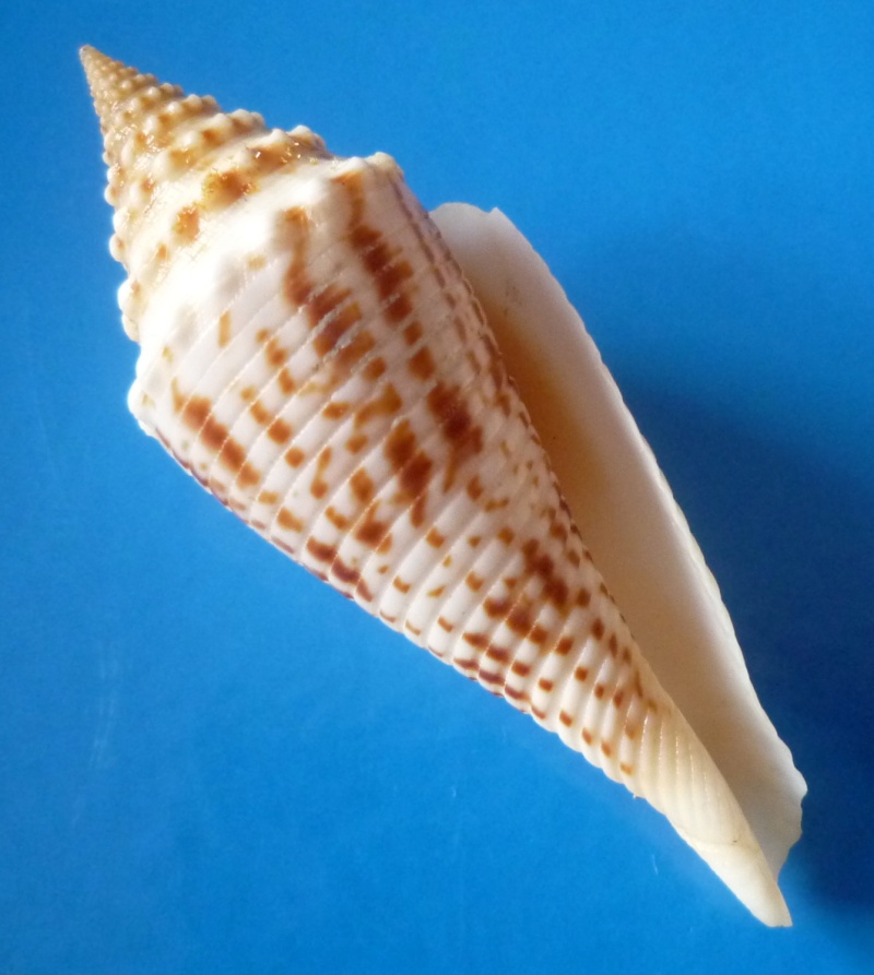 Conasprella (Fusiconus) elokismenos (Kilburn, 1975)  Conus126