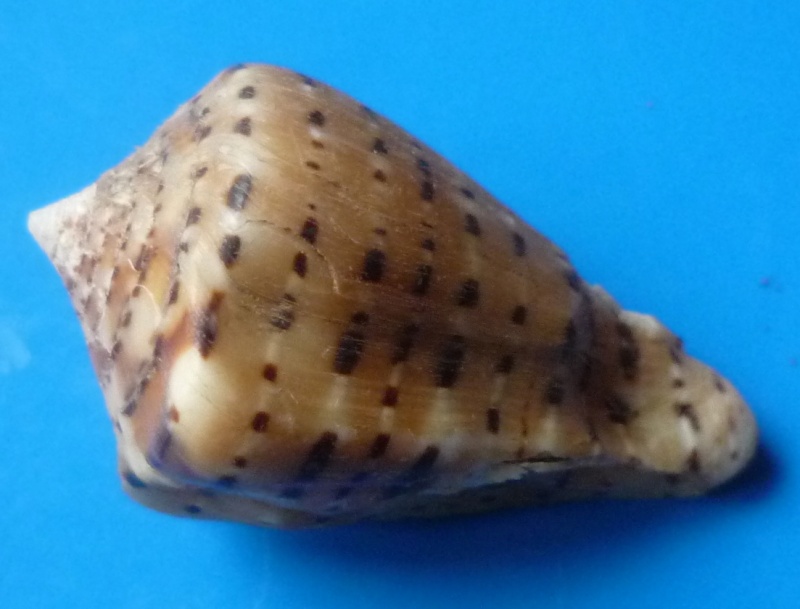  Conus (Kalloconus) genuanus  Linnaeus, 1758 Conus_28
