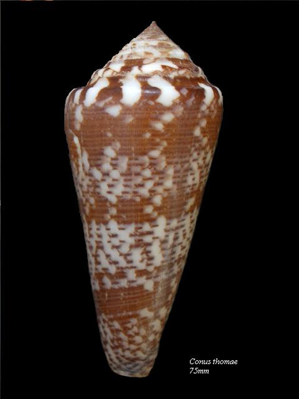 Conus (Darioconus) thomae   Gmelin, 1791 Conus_15