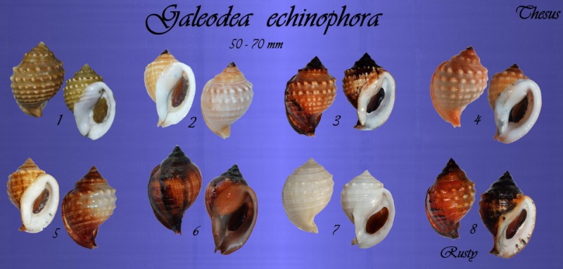 Galeodea echinophora - (Linnaeus, 1758) Gal_1710